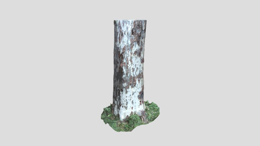 Birch Tree