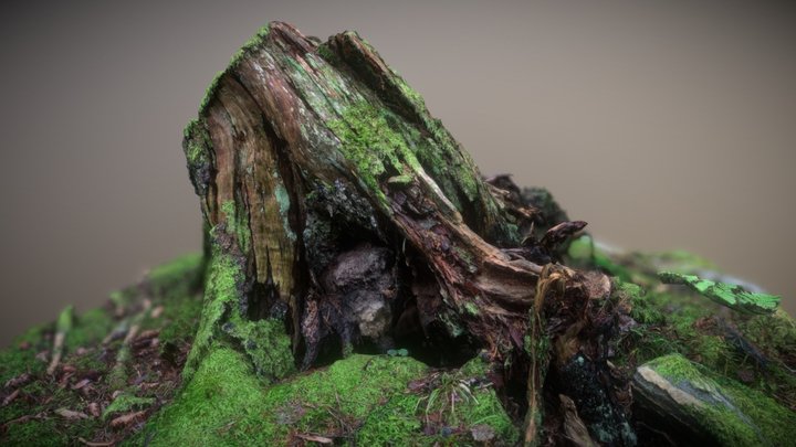 Rotten tree stump 3D Model