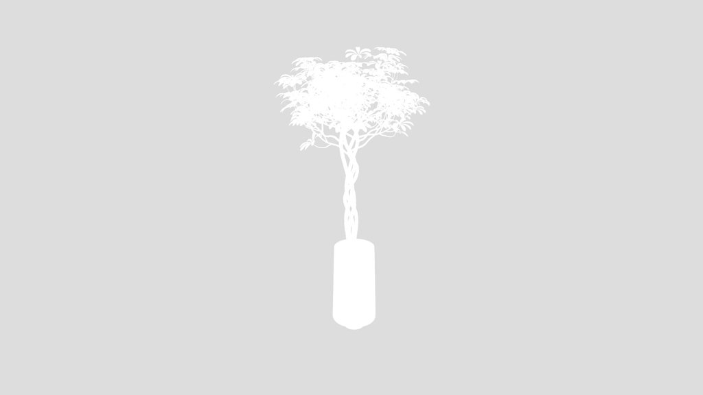 Schefflera Arboricola Umbrella Set