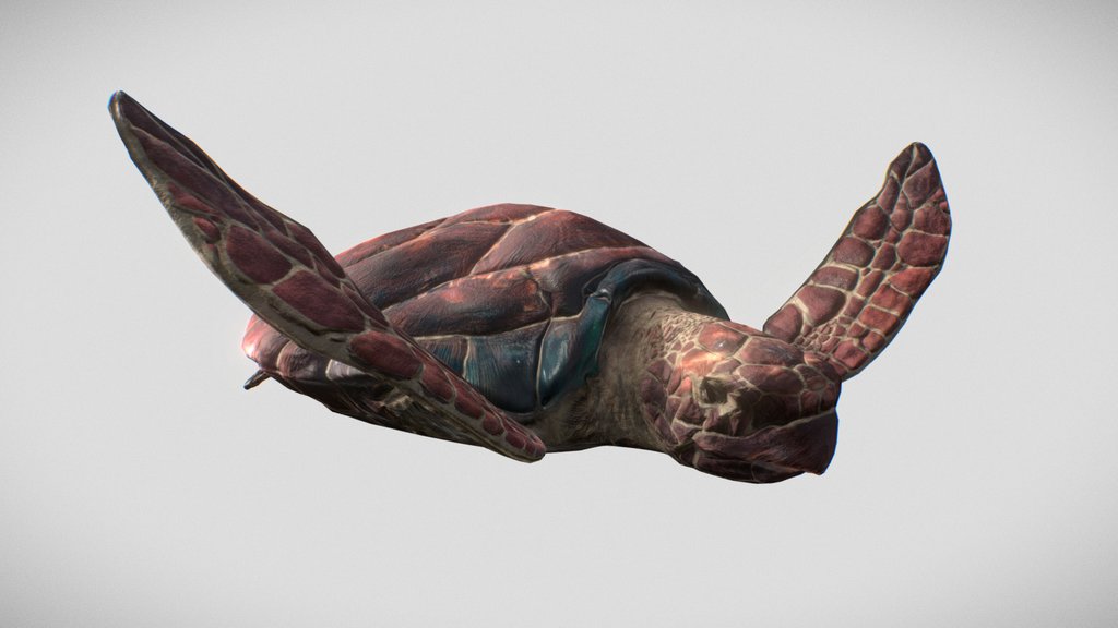 Sea Turtle