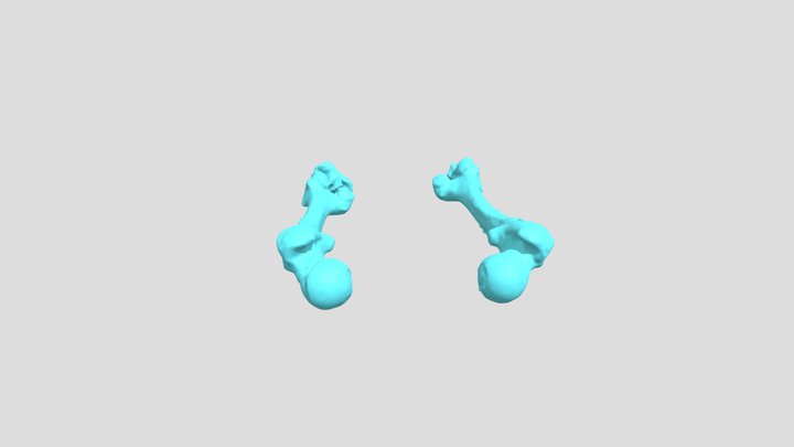 male femurs 3D Model