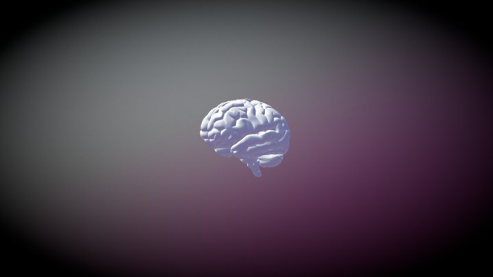 Brain Model 3D Model
