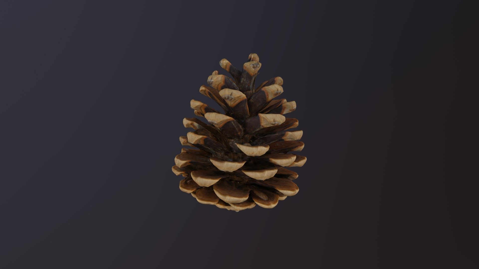 Pine Cone - 3D model by zemphotogrammetry [23df760] - Sketchfab