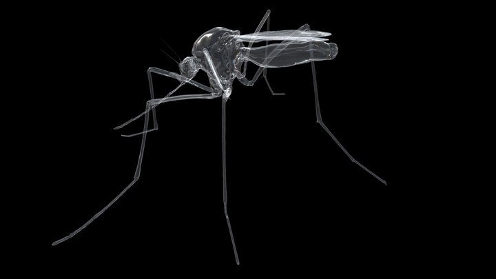 Aedes aegypti - female - CT Scan 3D Model