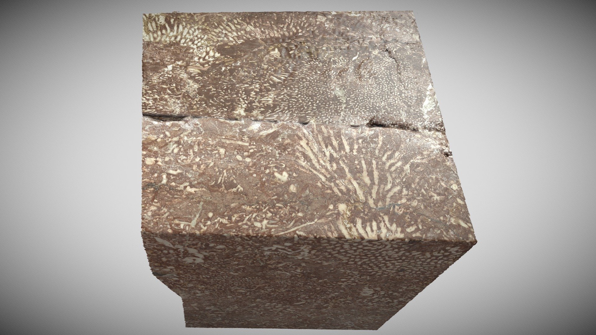 Red limestone with corals 1