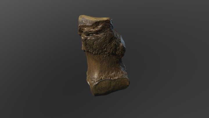 Mammoth. Pleistocene, Saltville, VA. 3D Model