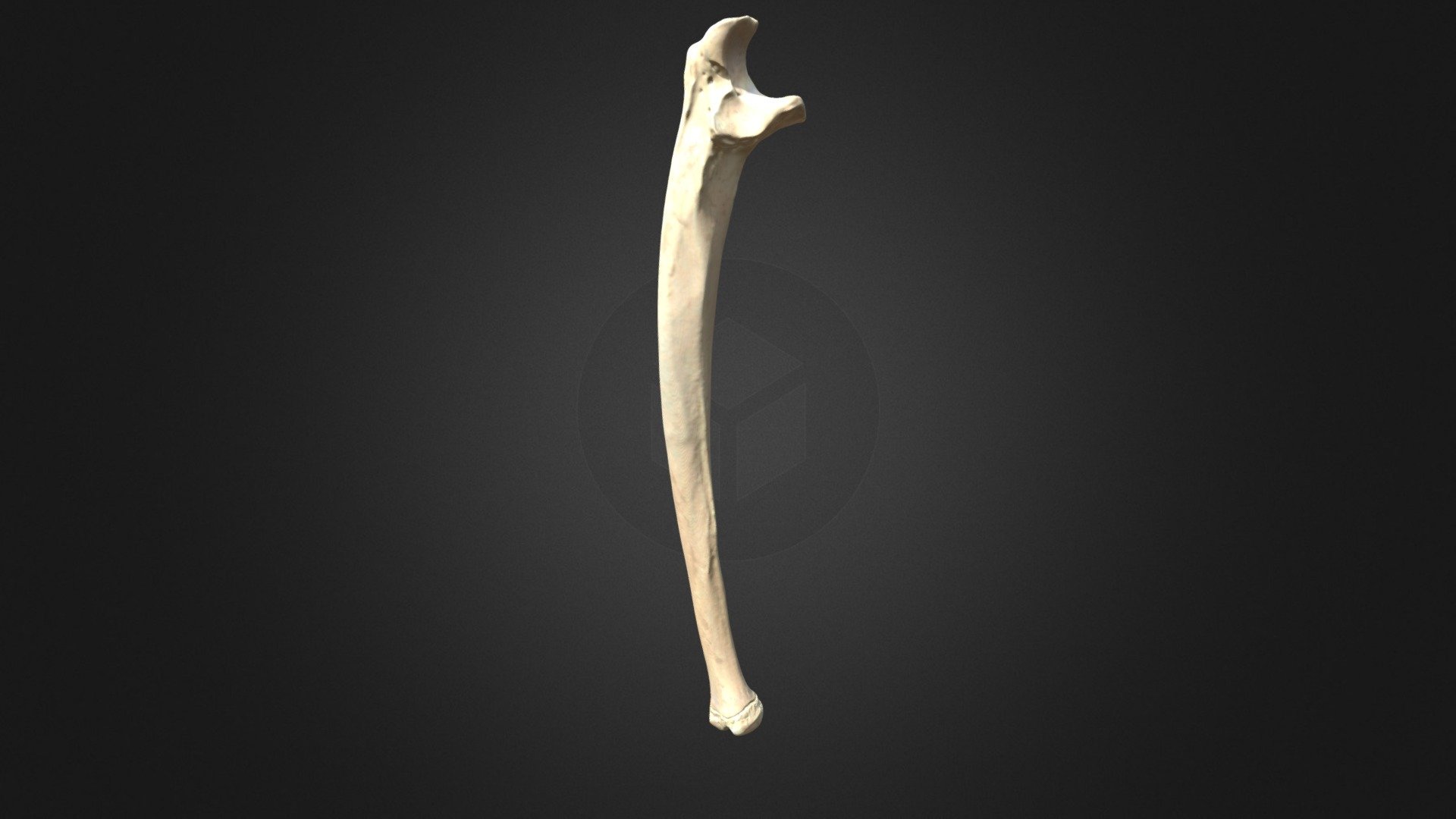 Gorilla gorilla gorilla, ulna (right forelimb) - 3D model by Museu de ...