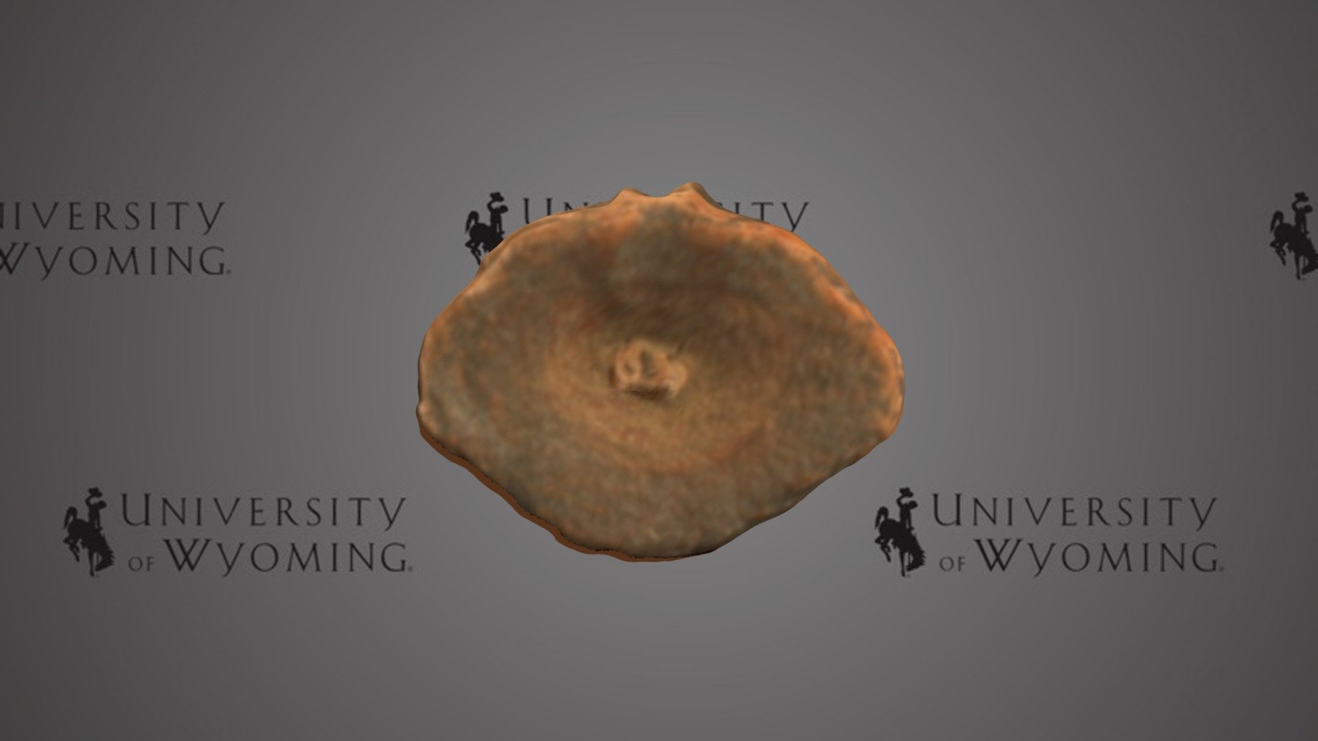 UW 14623 B - Amia Uintaensis, Trunk Vertebra - Download Free 3D Model ...