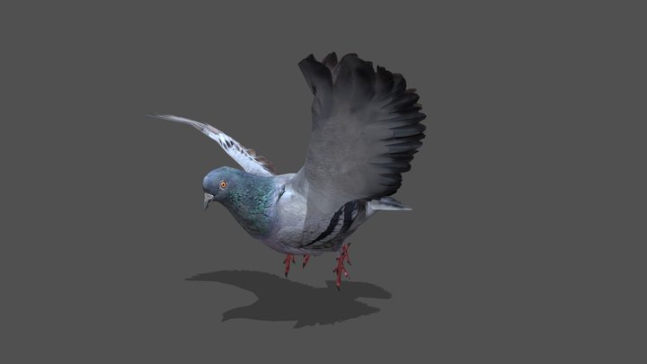Animated Pigeon – 3D Animal Model – Modello 3D gratuito STL