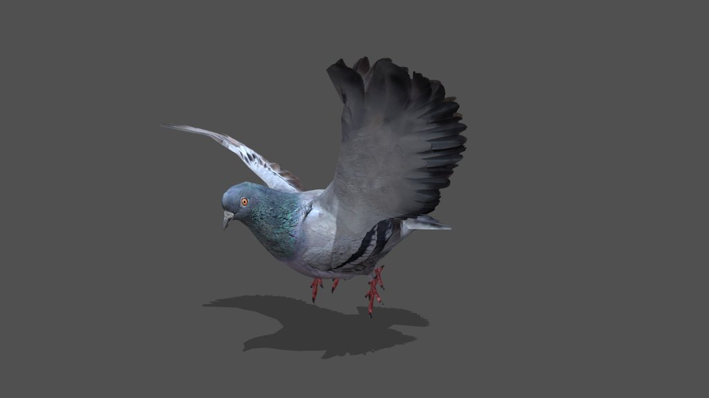 Animated Pigeon – 3D Animal Model