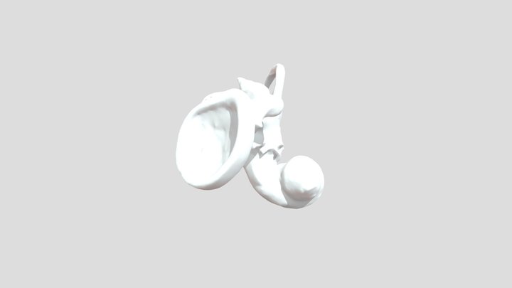 Inner Ear 3D Model