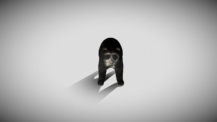 oso de anteojos 3D Model