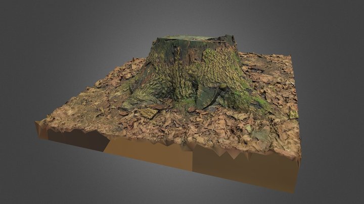 Maple stump (photogrammetry) 3D Model