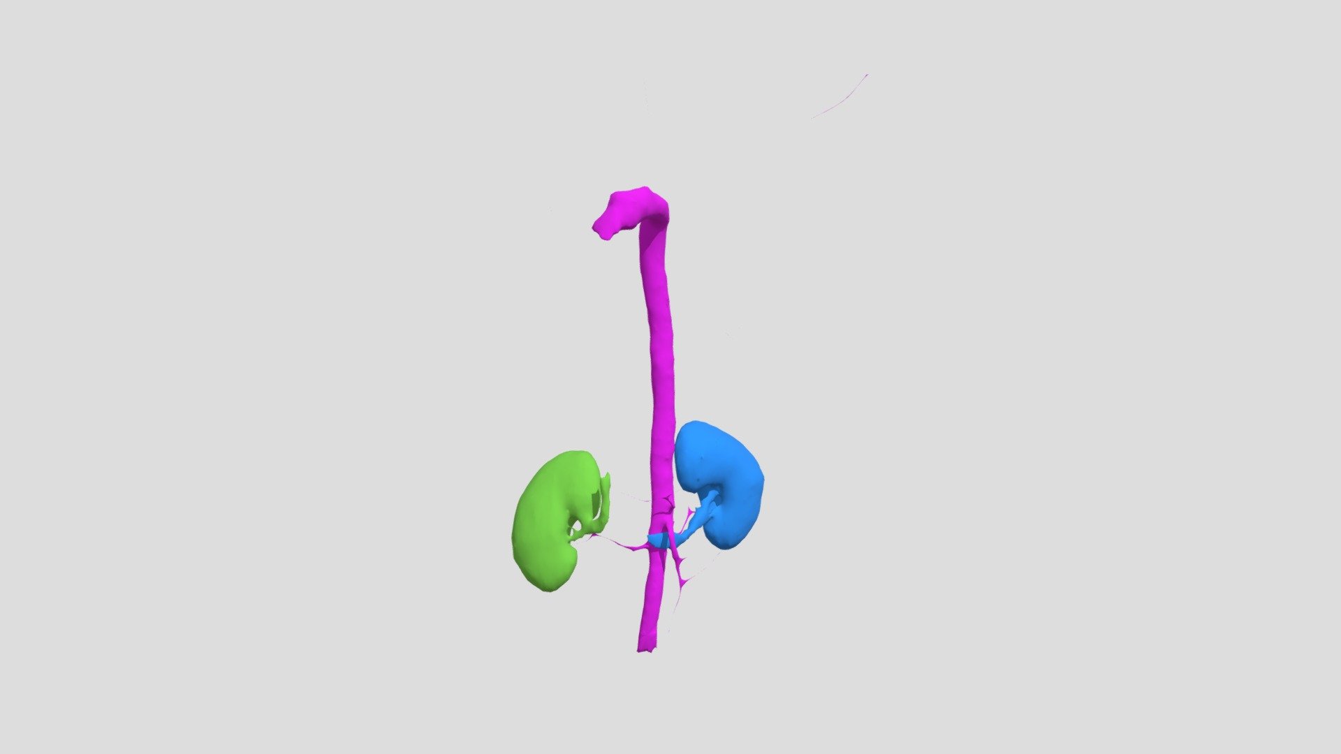 Kidney and Aorta Segmentation