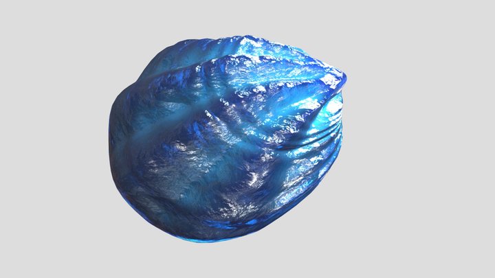 Fan Sea Shell 3D model 3D Model
