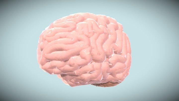 Final Brain Ryann Davis 3D Model