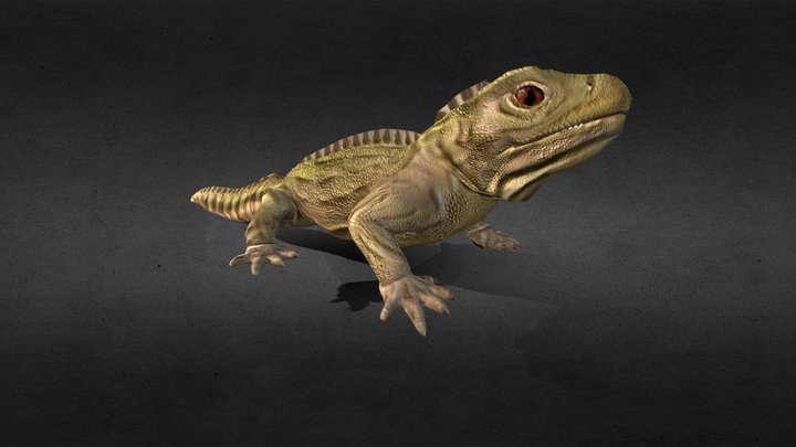 Lizard 3D Model