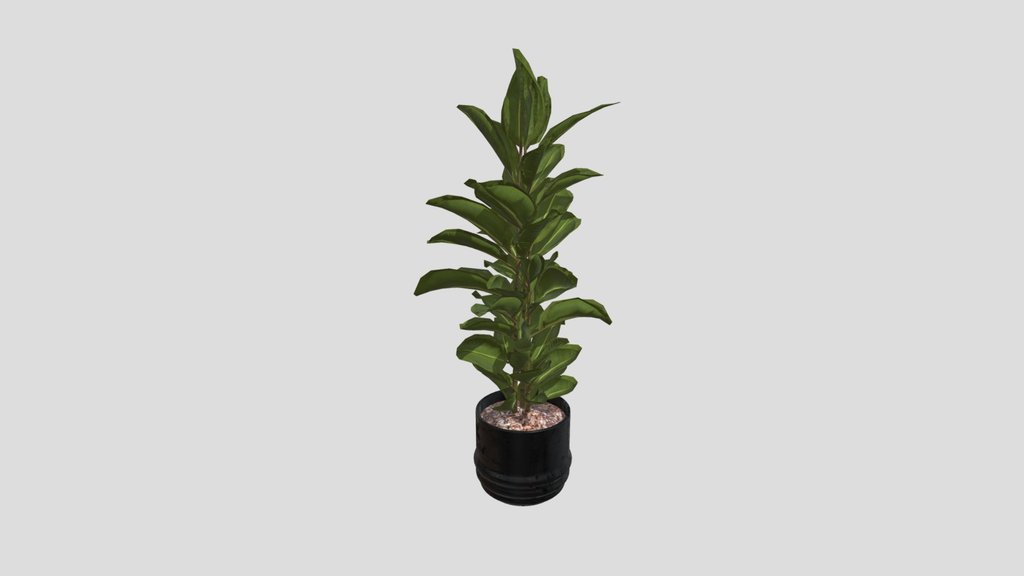 Ficus Plant