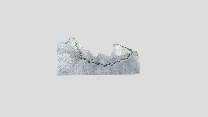Elephant trackway in soft mud 3D Model