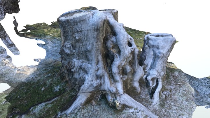 Arrowtown Tree Trunk 3D Model