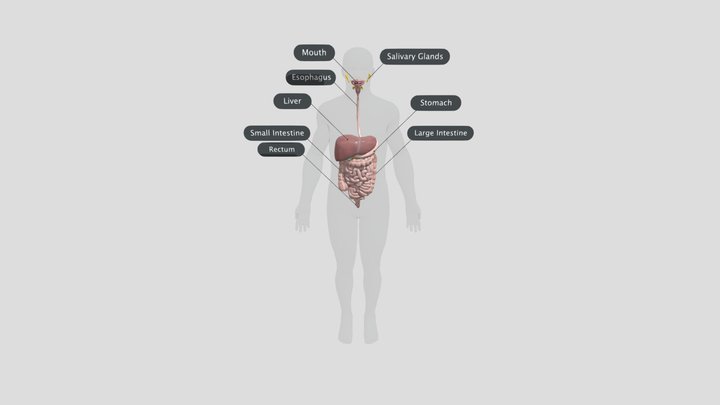 Digestive System 3D Model