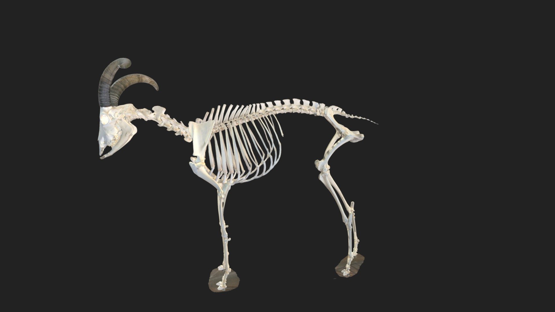 skeleton of a billy-goat — annotation of limbs - 3D model by ...