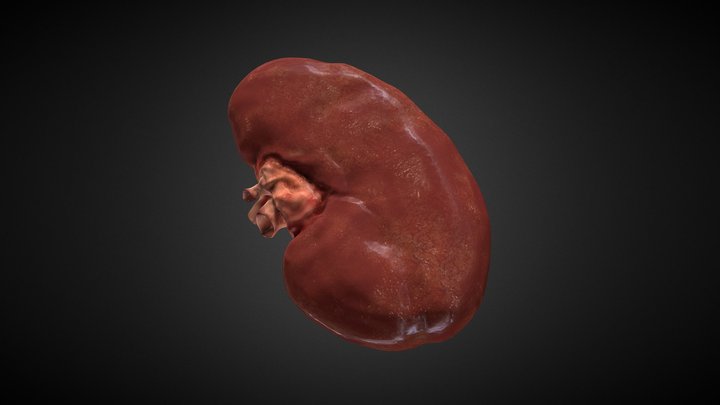 Human kidney (Lowpoly example 9k) 3D Model
