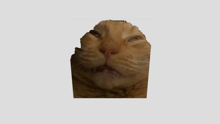 Toe 3D Model