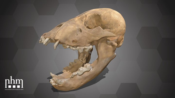 Cave Bear (NHMW-GEO-1979/2081/0001) – Kostenloses 3D-Modell STL