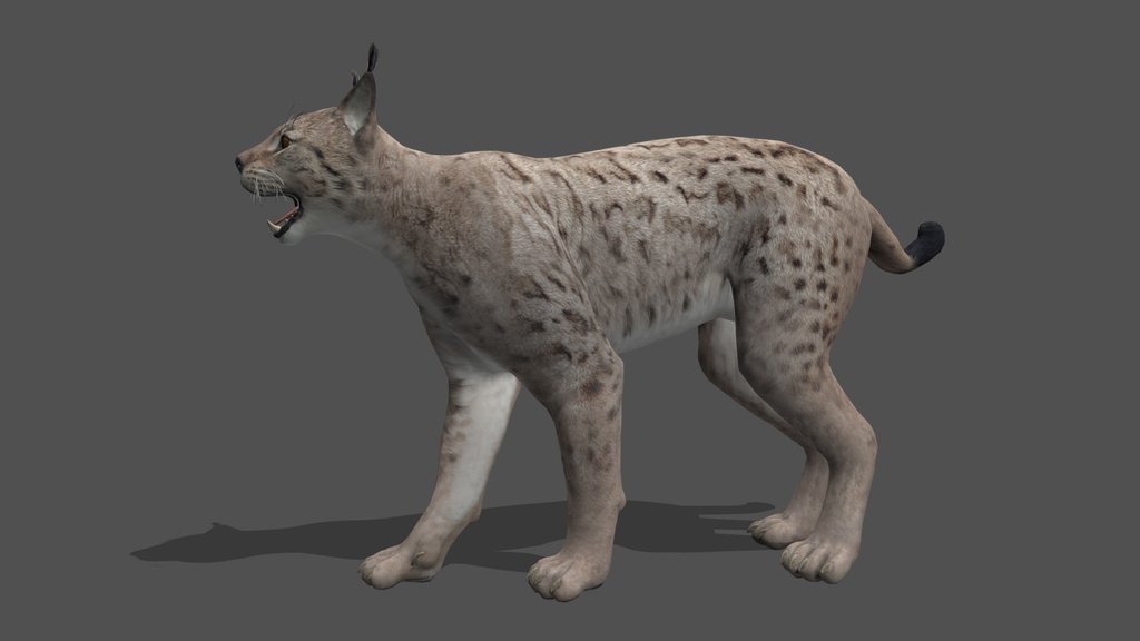 Animated Lynx – 3D Animal Model