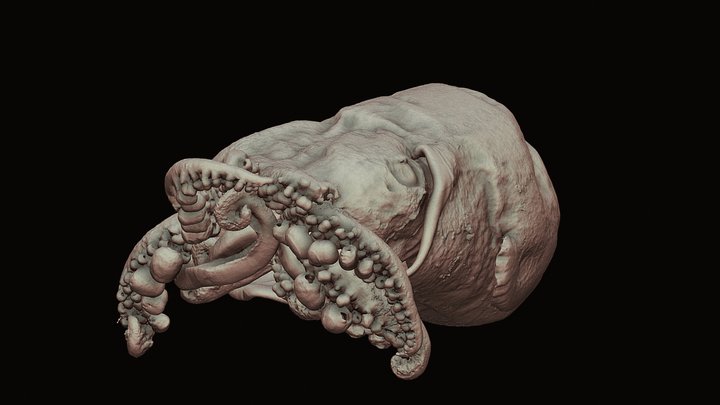 Mimka bobtail suqid (Euprymna morsei) 3D Model