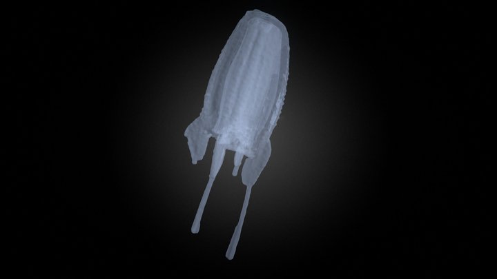 DeepPIV 3DR - Box jelly (Alatina alata)