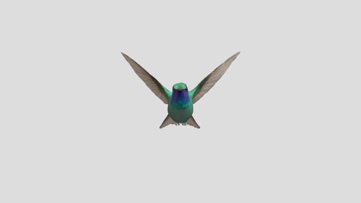 Flying Hummingbird