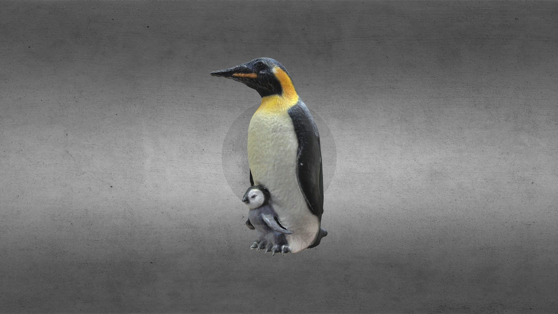 PINGUIM - PENGUIN