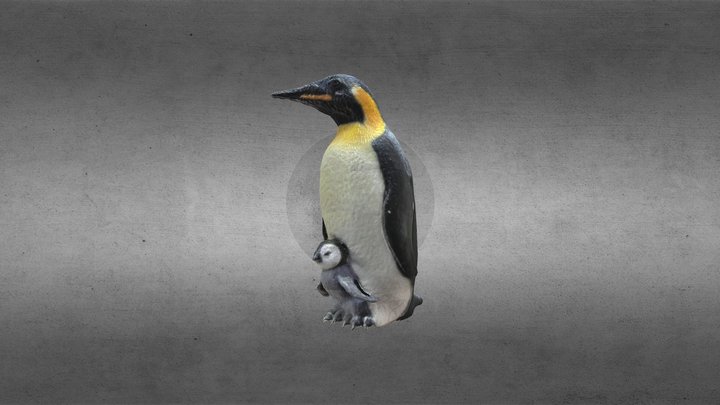 PINGUIM - PENGUIN 3D Model