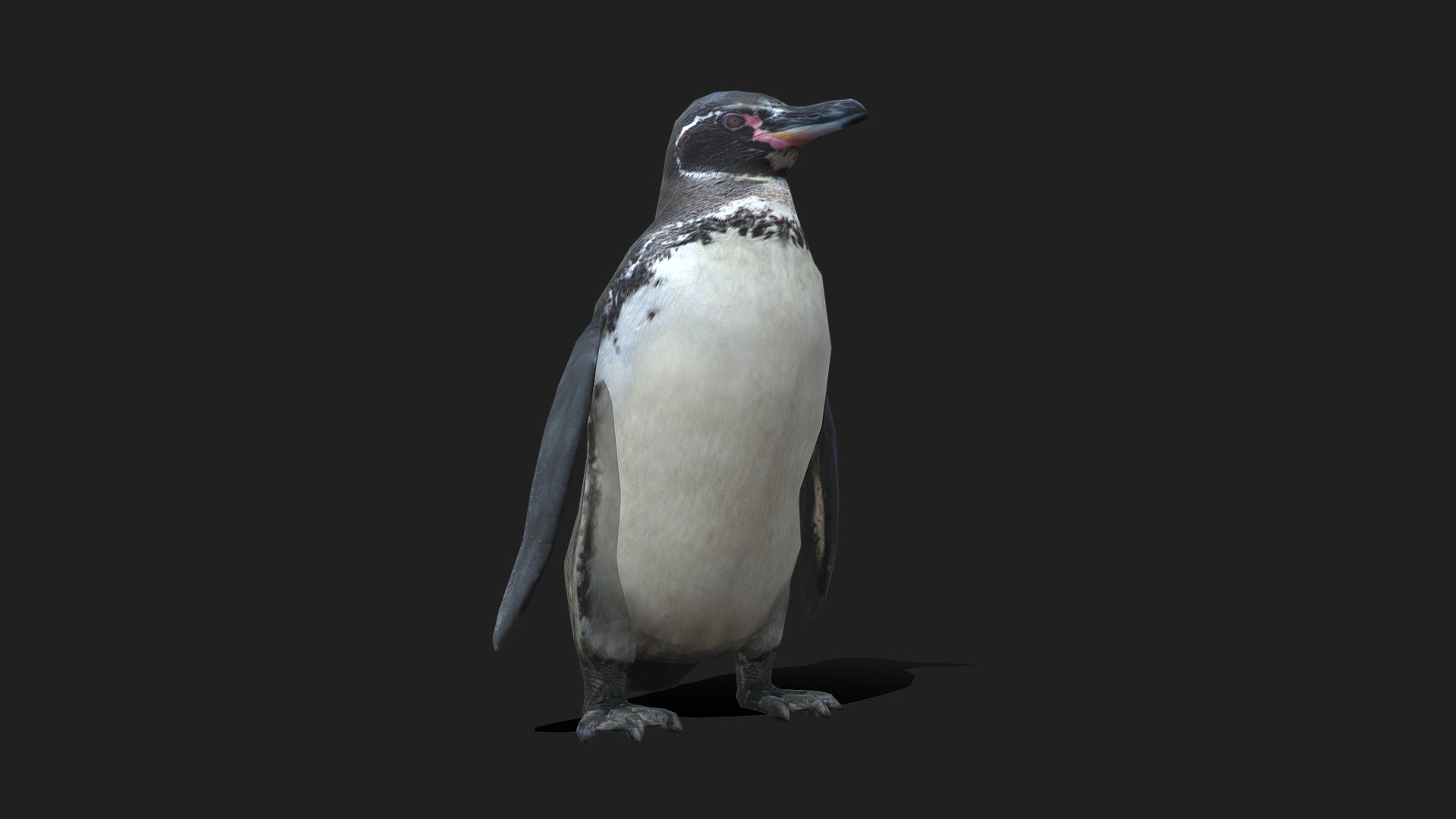 3D model Low Poly Galapagos Penguin - This is a 3D model of the Low Poly Galapagos Penguin. The 3D model is about a penguin with a long beak.