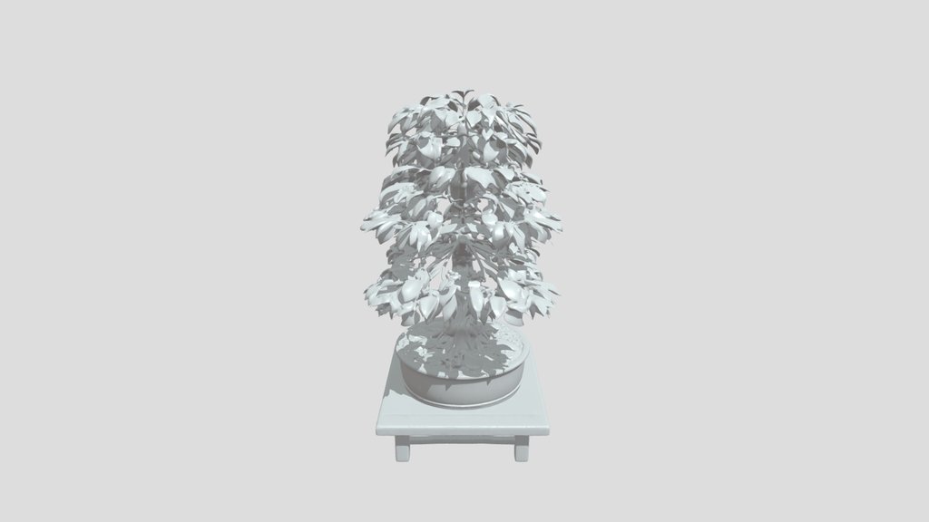 Bonsai tree in a pot