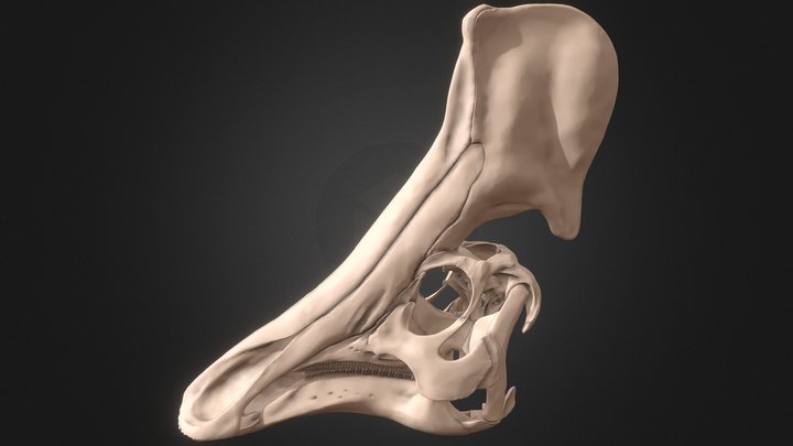 Olorotitan arharensis Skull 3D Model