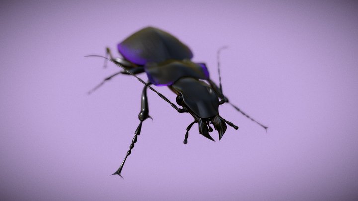 Violet Ground Beetle 3D Model