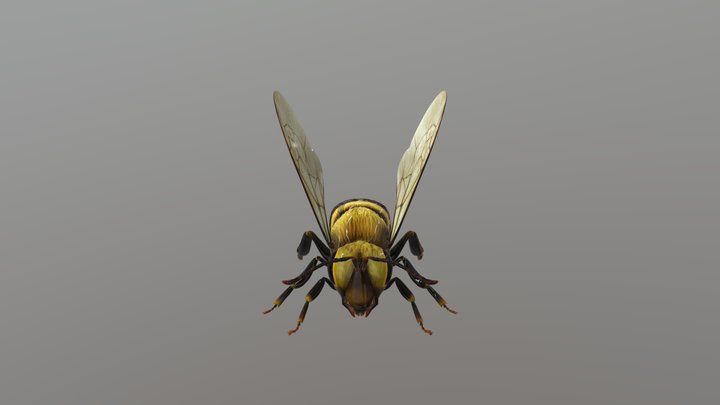 Bee 3D Model