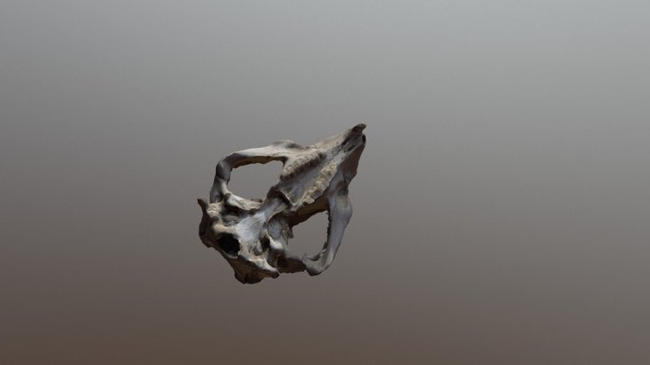Wombat Final 3D Model