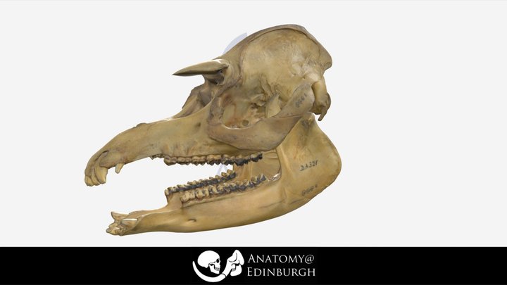 Tapir Skull 3D Model