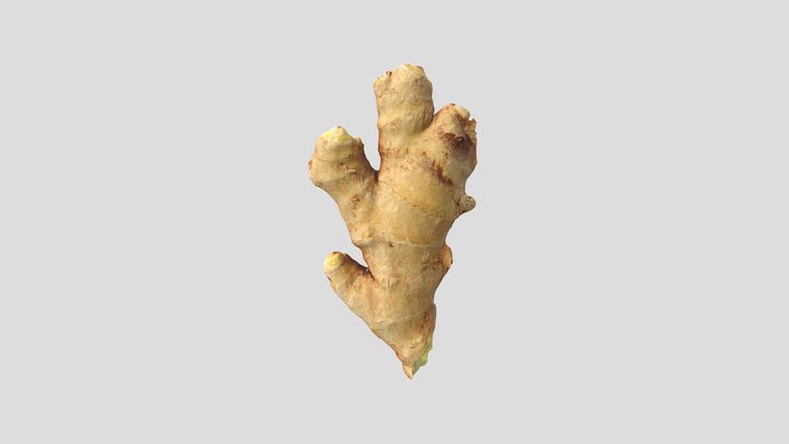 3D Scan - Ginger 4 3D Model