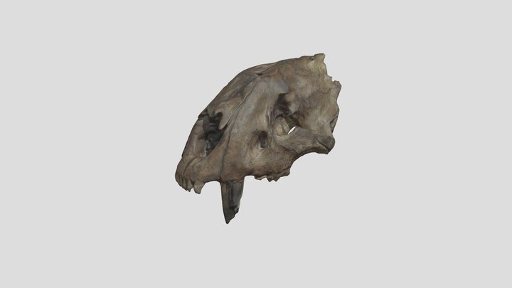 Smilodon Skull 3D Model