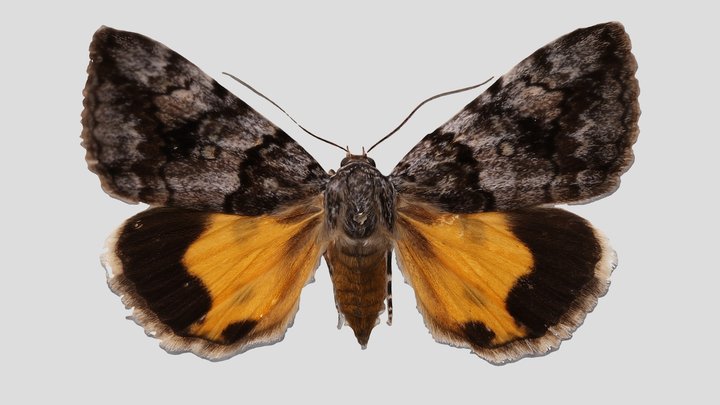 YPM ENT.854804 Underwing moth, Catocala jair – Kostenloses 3D-Modell STL
