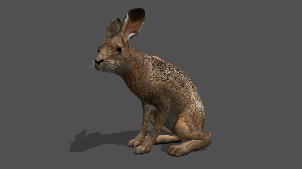 Animated Rabbit – 3D Animal Model