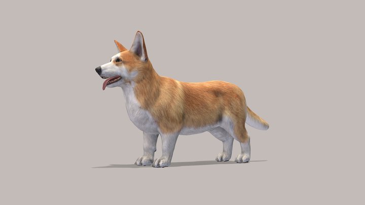 Dog - Corgi 3D Model