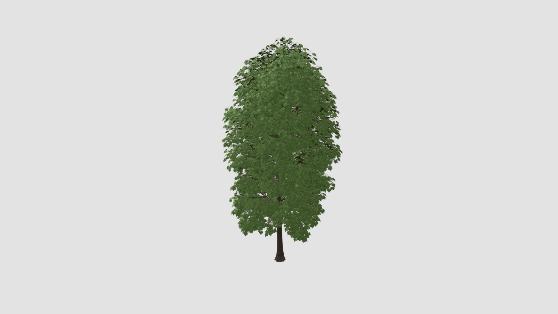 tree - Buy Royalty Free 3D model by Evermotion [2442fa0] - Sketchfab Store