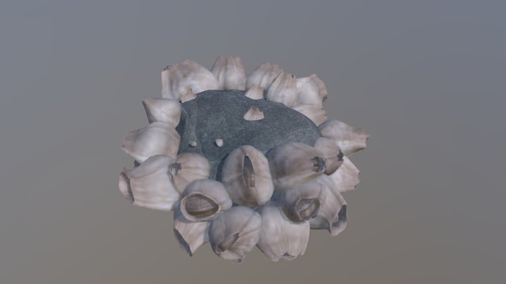 Question 5 Balanus 3D Model