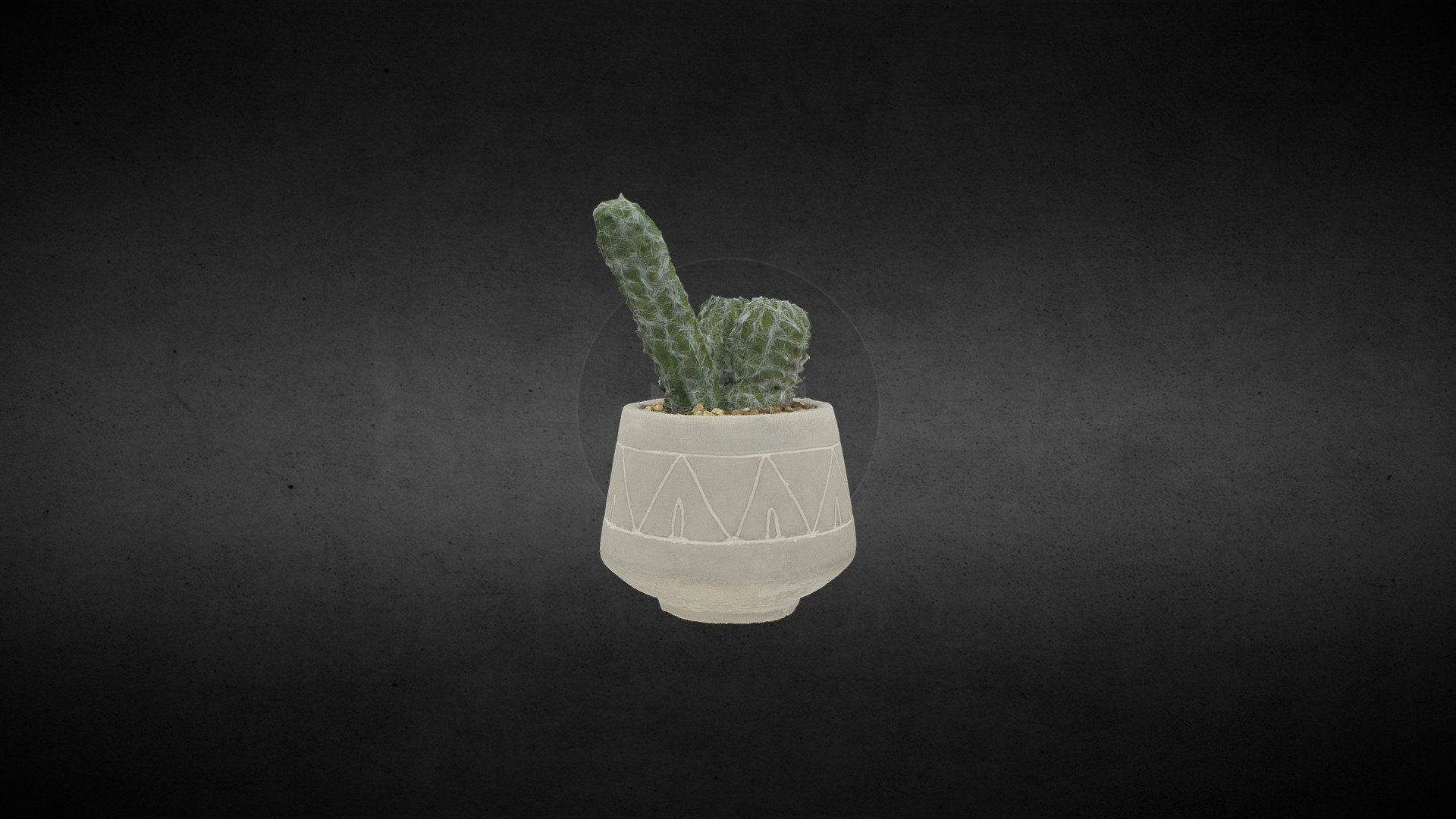 Maceta con cactus